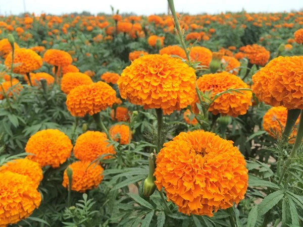 marigold marigold
