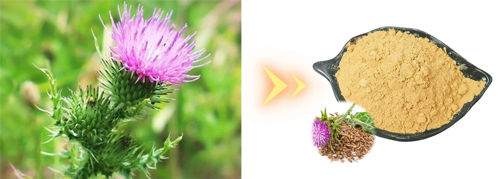 Milk Thistle Seed Extract