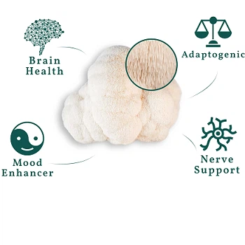 Hericium erinaceus's benefits