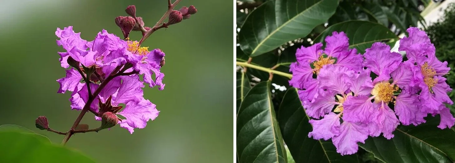 Dahua-Lagerstroemia Dahua-Lagerstroemia