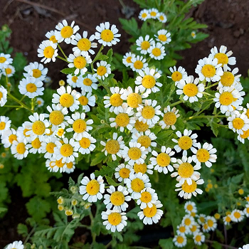 Chryanthemum Parthenium Chryanthemum Parthenium