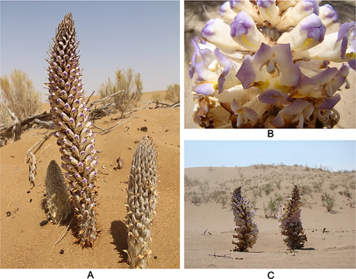 Introduction of Cistanche Deserticola Extract source Introduction of Cistanche Deserticola Extract source