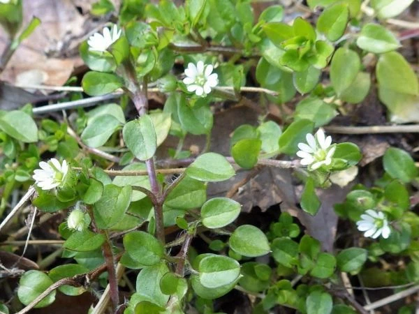 Stellaria media (Linn.) Villars Stellaria media (Linn.) Villars