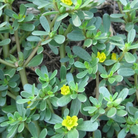 Plant Source of Portusana Extract Plant Source of Portusana Extract