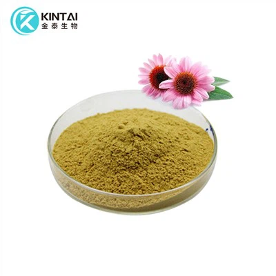 Echinacea Purpurea Extract Powder