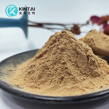 Chaga Extract Powder