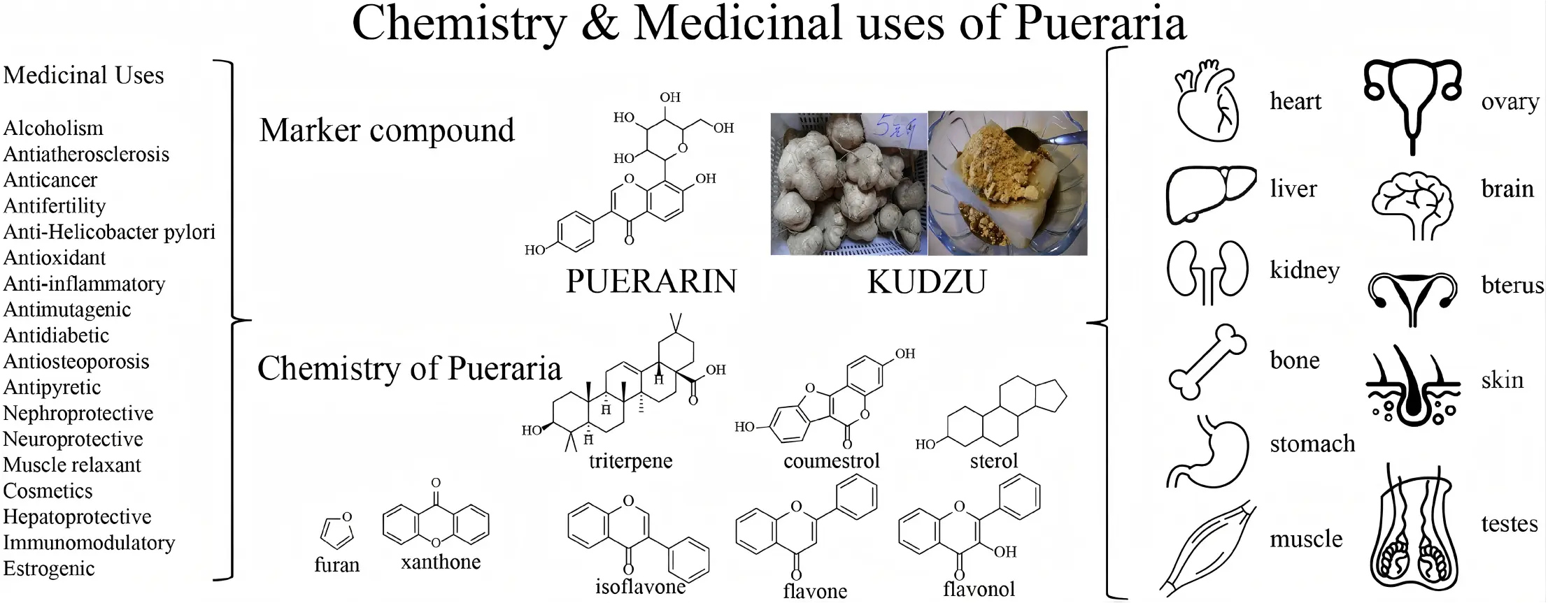 Bone Health Benefits Of Pueraria Extract Bone Health Benefits Of Pueraria Extract