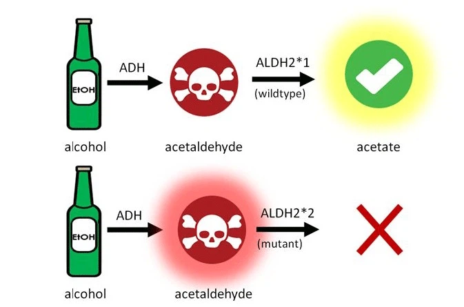 dhm reduce hangover symptoms and The Science Behind DHM dhm reduce hangover symptoms and The Science Behind DHM