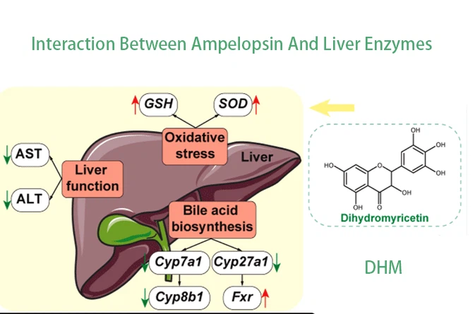 DHM And Liver Protection DHM And Liver Protection