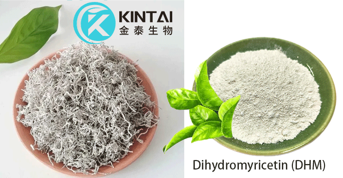 Vine Tea: The Natural Plant Source With The Highest DMY Content Vine Tea: The Natural Plant Source With The Highest DMY Content