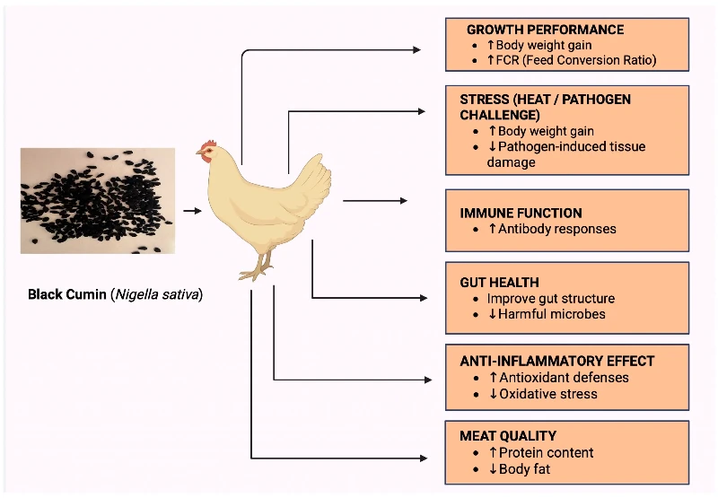 black cumin seed extract benefits for chicken black cumin seed extract benefits for chicken