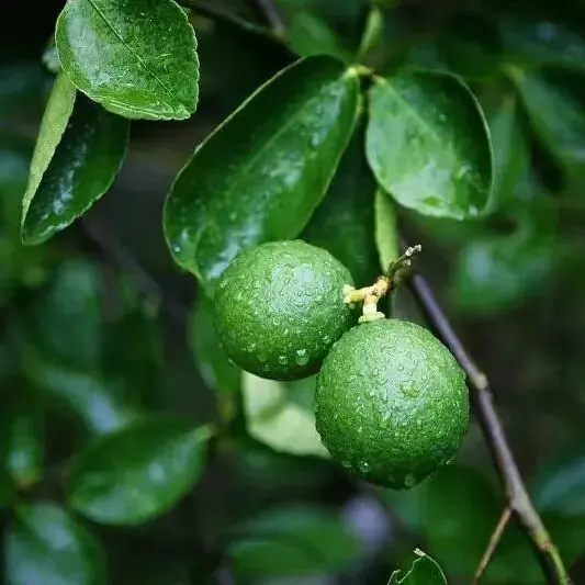 Citrus aurantium fruit Citrus aurantium fruit