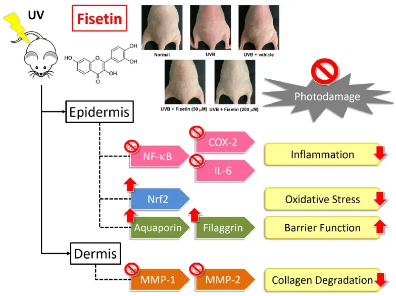 fisetin skin benefits fisetin skin benefits
