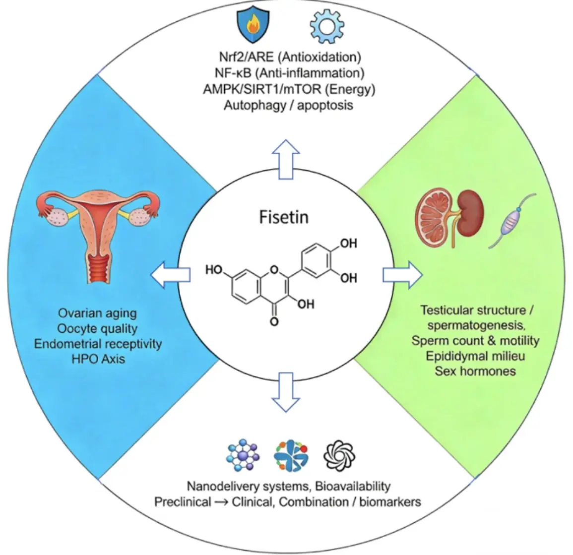 fisetin testosterone fisetin testosterone