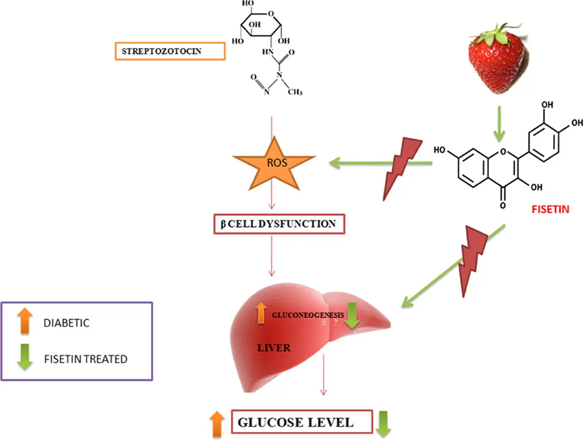 fisetin and diabetes fisetin and diabetes