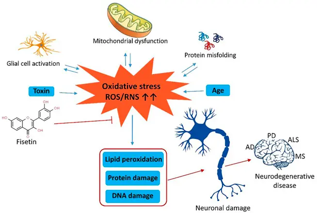 fisetin benefits brain fisetin benefits brain