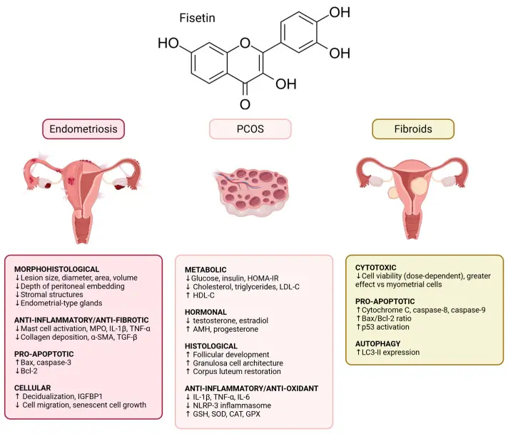 fisetin benefits for women fisetin benefits for women