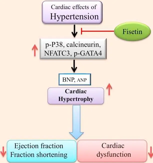 fisetin blood pressure fisetin blood pressure