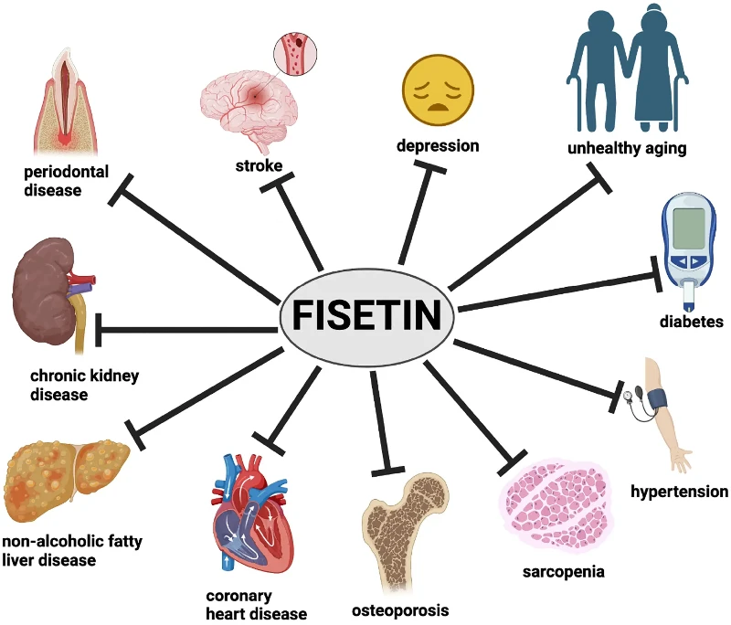 fisetin depression fisetin depression