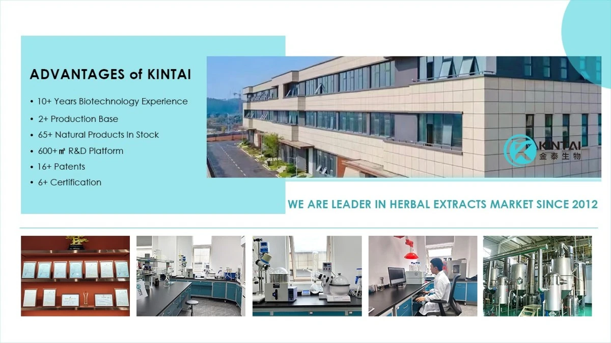 Kintaibio1 Kintaibio1