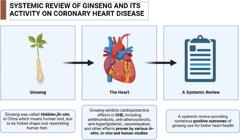 panax ginseng extract for men panax ginseng extract for men