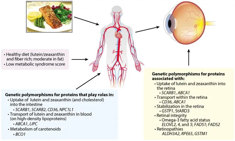 zeaxanthin eye health zeaxanthin eye health