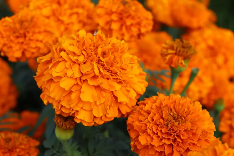 marigold flowers marigold flowers