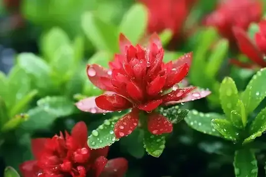 flower of Rhodiola Rosea flower of Rhodiola Rosea