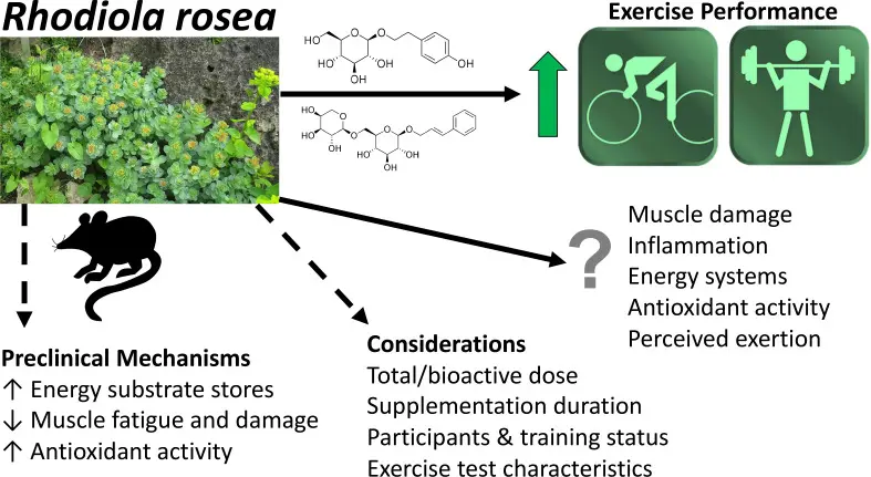 Enhancing Exercise Performance and Alleviating Fatigue Enhancing Exercise Performance and Alleviating Fatigue