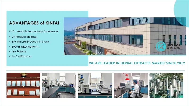 Kintaibio Kintaibio