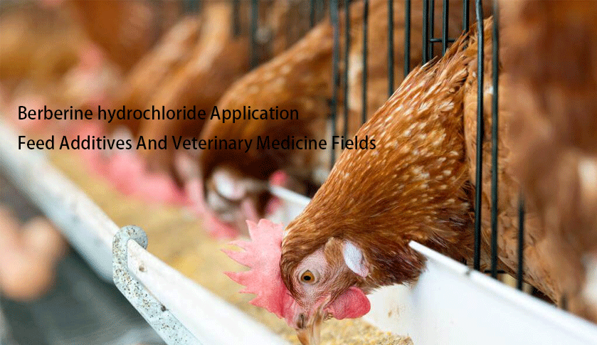 Feed Additives And Veterinary Medicine Fields of Coptis chinensis root extract Feed Additives And Veterinary Medicine Fields of Coptis chinensis root extract