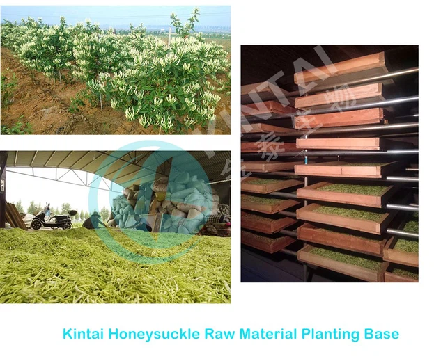 Raw Material Standard of Lonicera Japonica Honeysuckle Flower Extract Raw Material Standard of Lonicera Japonica Honeysuckle Flower Extract